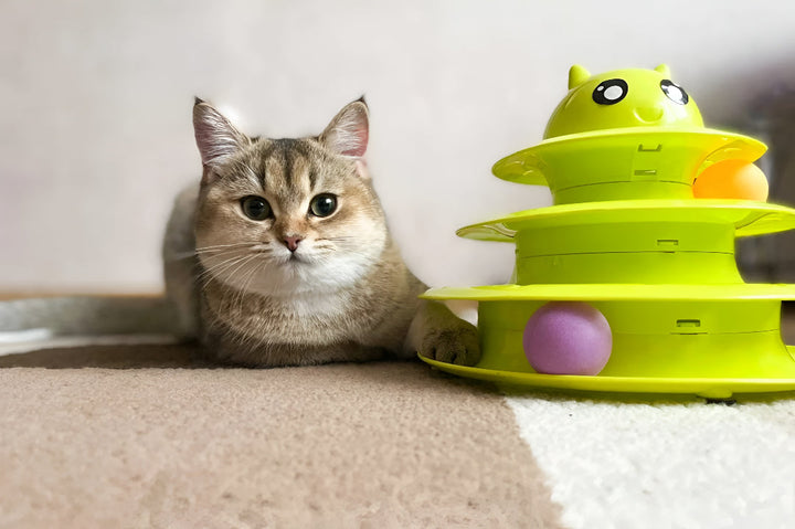 Interactive Toys That Keep Pets Entertained
