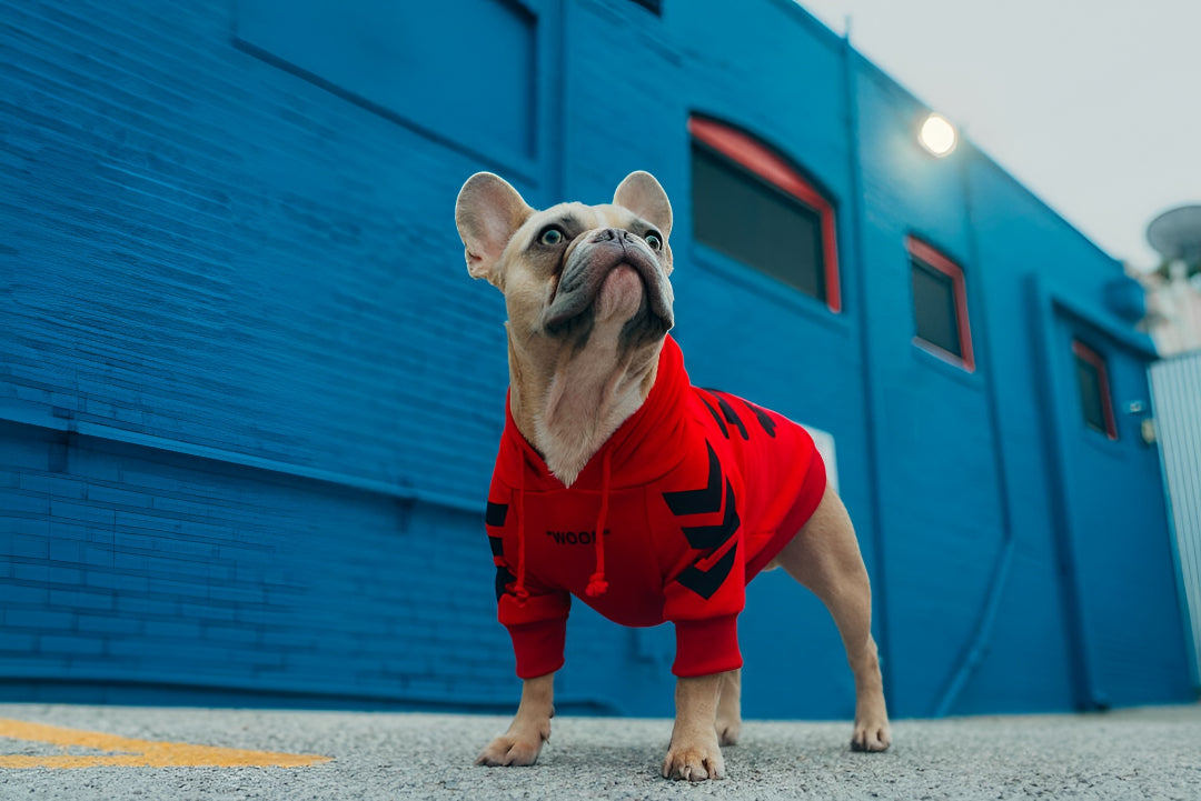 Choose Comfortable & Stylish Pet Clothes