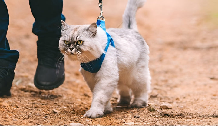 Benefits Of Using Quality Pet Leashes